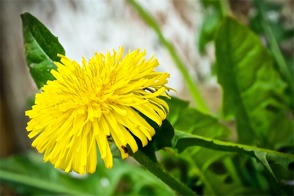 花卉盆景室內(nèi)小盆栽(花卉盆景室內(nèi)盆栽圖片)