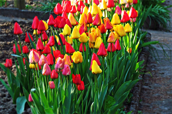 客廳適合的高檔綠植(客廳適合的高檔綠植植物)