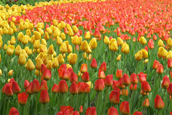 哪些綠植可以水培(哪些綠植可以水培養(yǎng)殖)