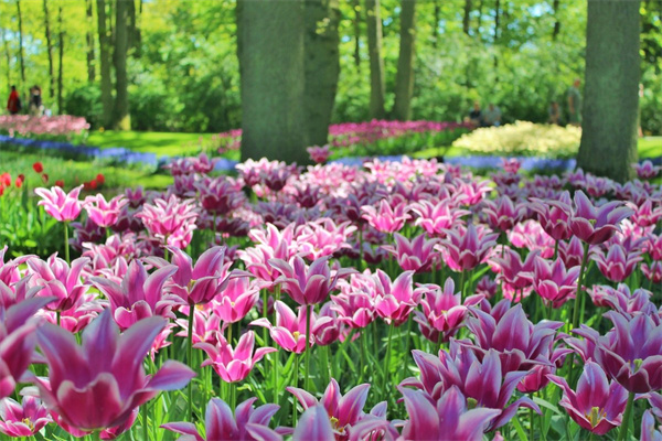 盆栽花卉租賃價(jià)格(盆栽花卉租賃價(jià)格表)