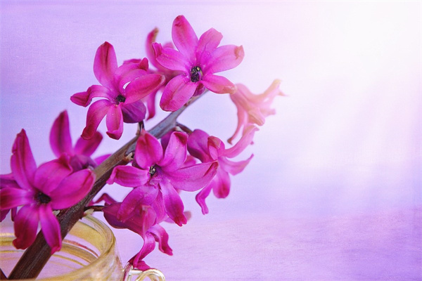 綠植盆栽報價(綠植盆栽報價大全)