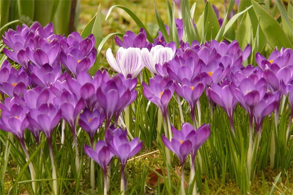 除了康乃馨還可以送母親什么花(母親節(jié)除了康乃馨還有什么花)