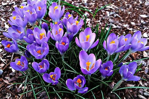 家里客廳一般放什么綠植比較好(家里客廳一般放什么綠植比較好呢)