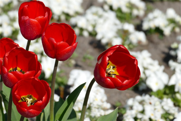 哪里有盆栽批發(fā)基地(盆栽批發(fā)市場進(jìn)貨渠道)