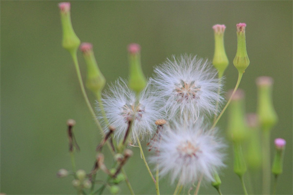 文竹的寓意是什么（文竹的花語及象征意義）