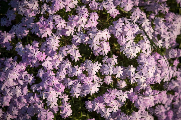 1v1多肉(校園1v1多肉)