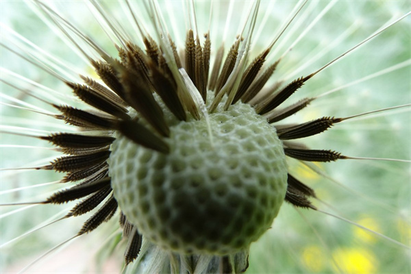 清明上墳買什么花(上墳用什么花)