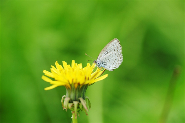 非洲常見(jiàn)植物(非洲常見(jiàn)植物野外識(shí)別手冊(cè))