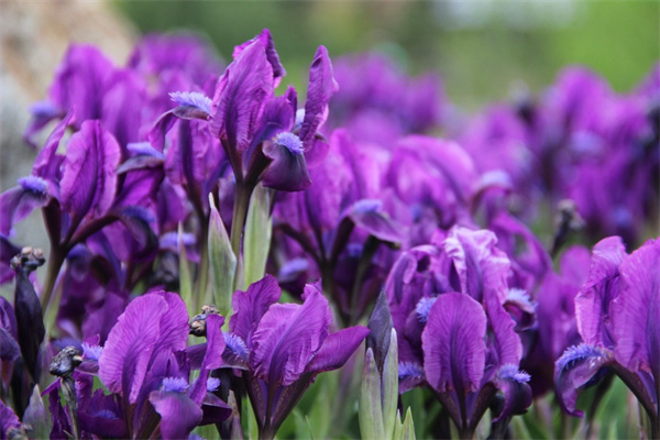 盆栽月季花用什么肥料(盆栽月季花施肥施什么肥料)