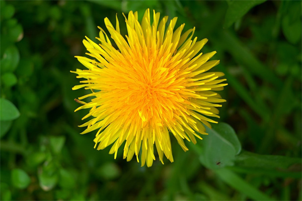 怎么樣折花朵(怎么樣折花朵最簡單)
