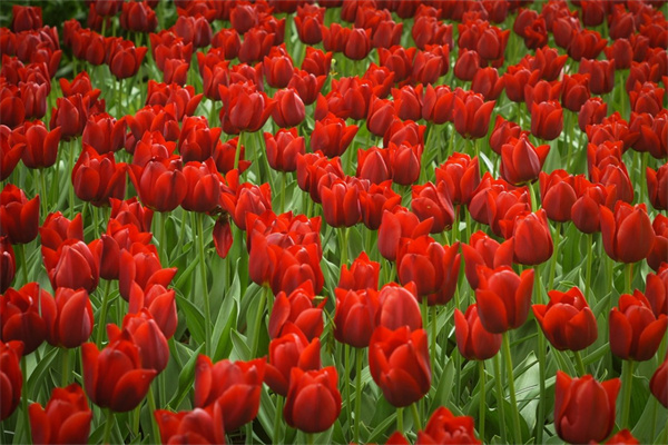 最好的花語是什么花(花語最好的花是什么花)