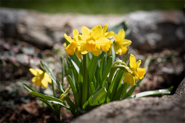 插在水里的花有哪些(插在水里的花有什么)