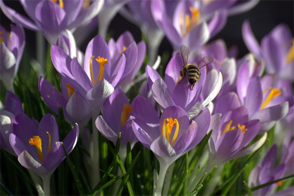 冬天養(yǎng)花(冬天養(yǎng)花怎樣保溫)