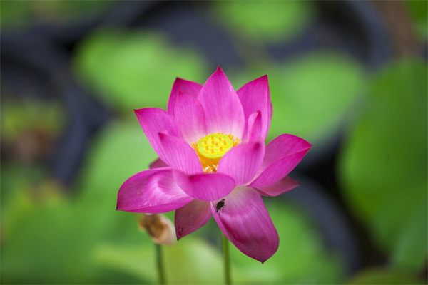 夏天最漂亮的花(夏天最美的十種花)