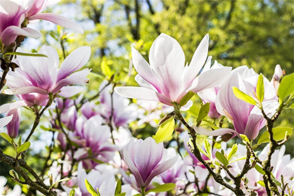 濃香花卉盆栽(濃香的盆栽)