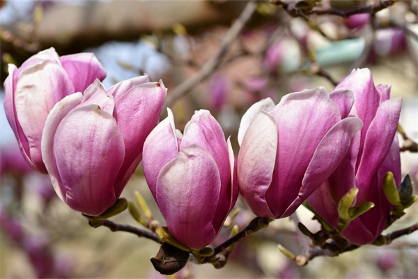 桂花樹的作用和特點（淺談桂花的使用方法）