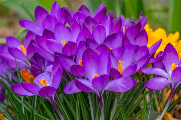 買回來的鮮花怎么處理(醒花與不醒花的區(qū)別)