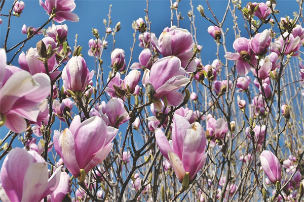 姐妹過生日送什么花好(姐妹過生日送什么鮮花好)