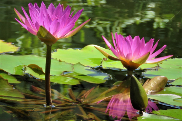 對(duì)女朋友道歉送什么花(給女朋友道歉送什么花最好)
