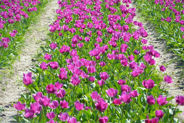 男生表白送什么花比較好呀(男生表白送什么花比較好呀圖片)