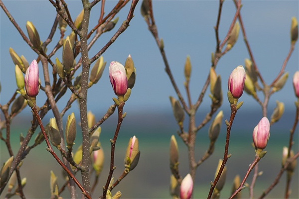 姐姐結(jié)婚送什么花好(姐姐結(jié)婚送什么花寓意最好)