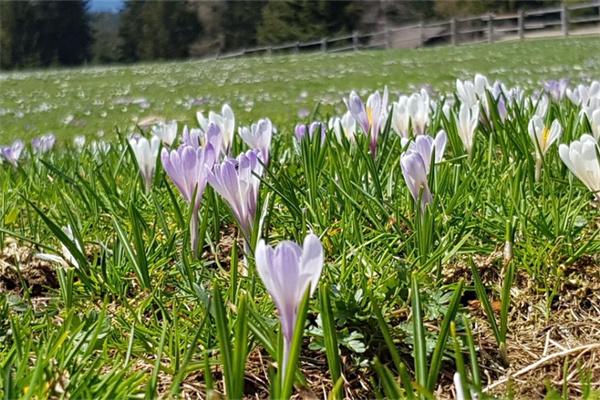 喬遷送什么花寓意好(喬遷送什么花寓意好風(fēng)水)