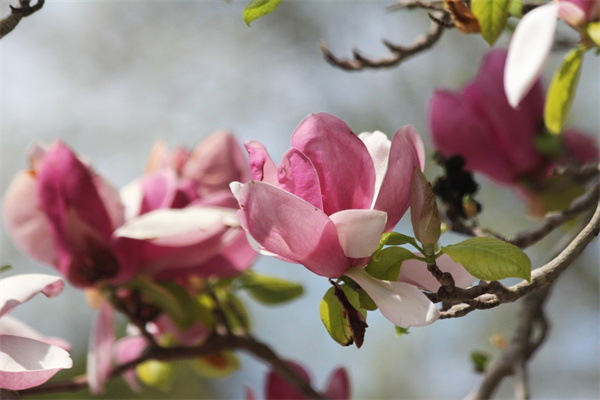 情人節(jié)玫瑰花送多少支(情人節(jié)送玫瑰花多少朵合適)