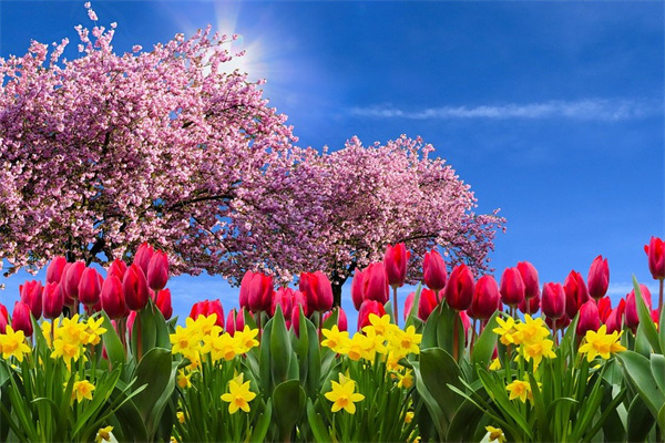 60歲老人送什么花比較好(60歲老人送什么花比較好一點)