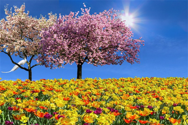 夫妻久別重逢送什么花(夫妻久別重逢的唯美句子)