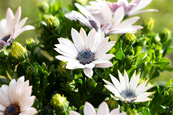 杜鵑花怎樣種植（有關(guān)杜鵑花的栽培和養(yǎng)護(hù)）