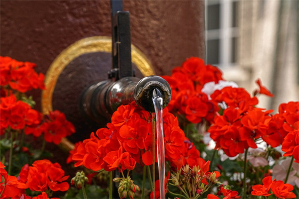 玫瑰不開花(玫瑰不開花的原因)