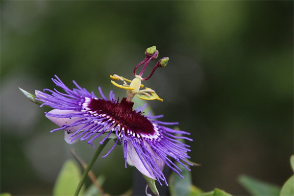 各種送花的含義(100種花的寓意和花語)