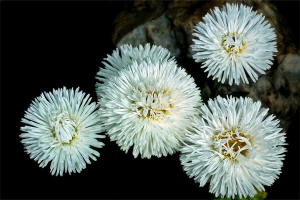 結(jié)婚紀念日送什么花(結(jié)婚紀念日送什么花給老婆合適)