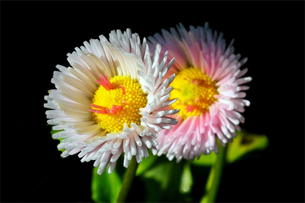 送花給女朋友送什么花合適(送花給女朋友送什么花比較好)