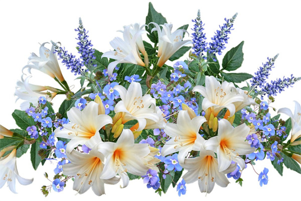 朋友店里開業(yè)送什么花比較好(朋友店里開業(yè)送什么花比較好看)