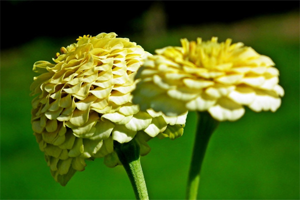 給自己送花(夢到暗戀的人給自己送花)
