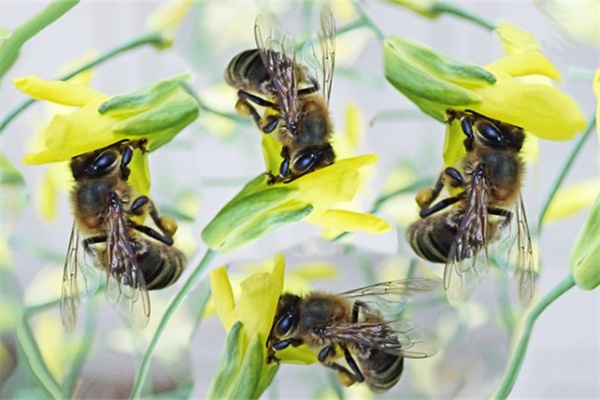 什么花可以送老師(什么花送老師合適畢業(yè))