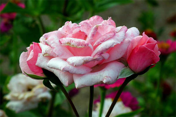 感謝朋友應(yīng)該送什么花(感謝朋友應(yīng)該送什么花呢)