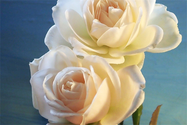 朋友生日禮物送什么花好(朋友生日送什么花束比較好)