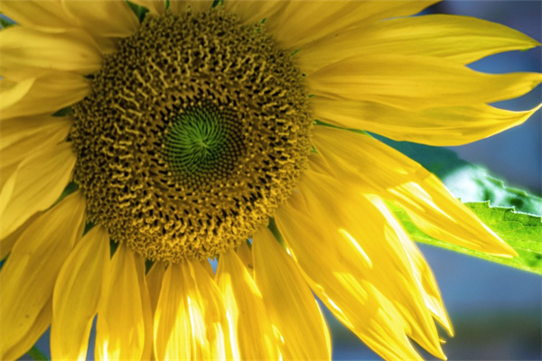 萍鄉(xiāng)市鮮花配送(萍鄉(xiāng)市鮮花配送電話)