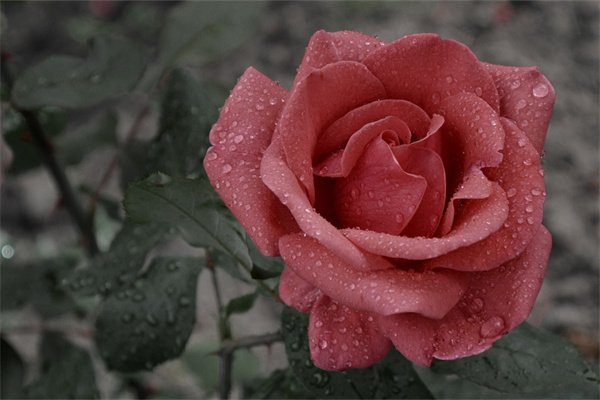 給姑娘送什么花(給姑娘送花有什么講究)