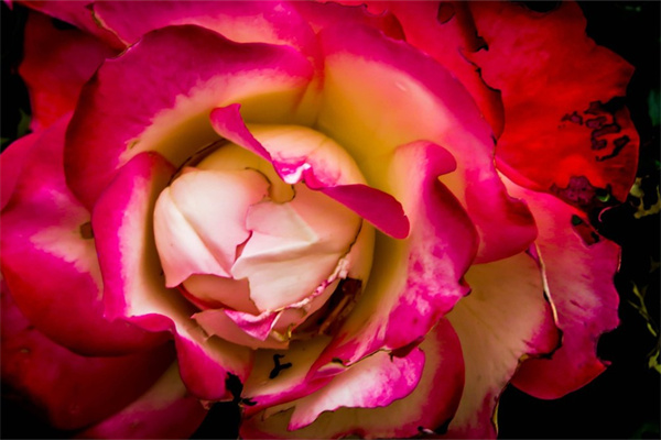 姐姐過生日送個什么花(姐姐過生日送什么花合適女生)