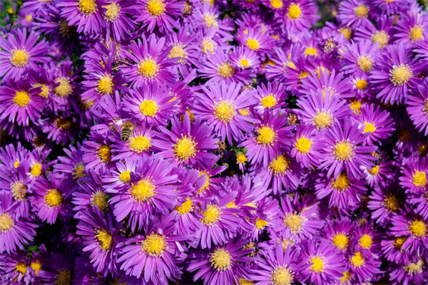 女士生日送什么花(閨蜜生日送什么花比較適合)