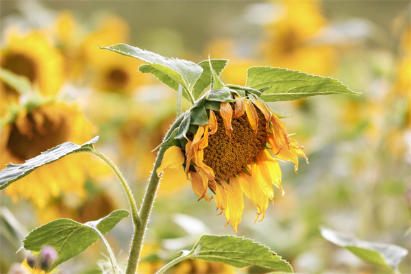 跟男朋友道歉應(yīng)該送什么花(跟男朋友道歉應(yīng)該送什么花給他)