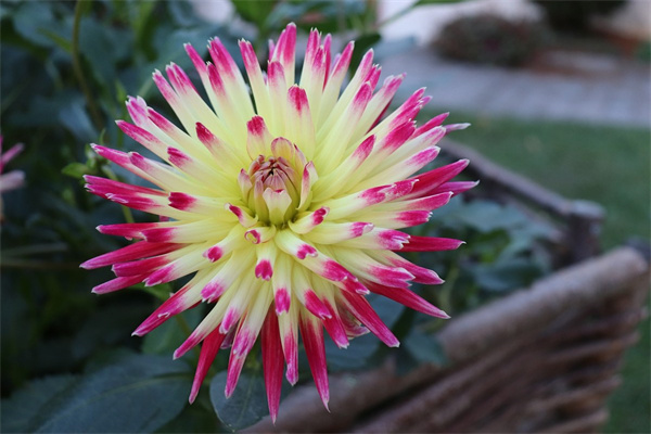 牡丹葉子蔫了怎么補(bǔ)救