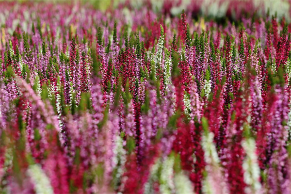 男朋友送什么花合適(情人節(jié)給男朋友送什么花合適)