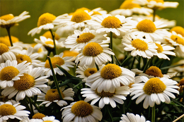 包含感恩節(jié)送同事什么花的詞條