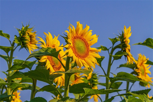 曼陀羅華花(曼陀羅華花語與傳說)