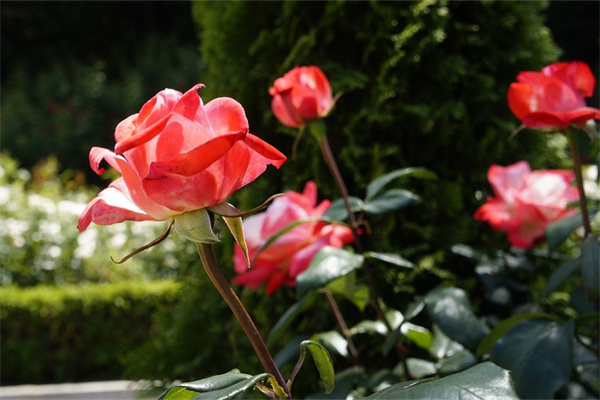 玫瑰花長多少厘米?(玫瑰花長多少厘米正常)