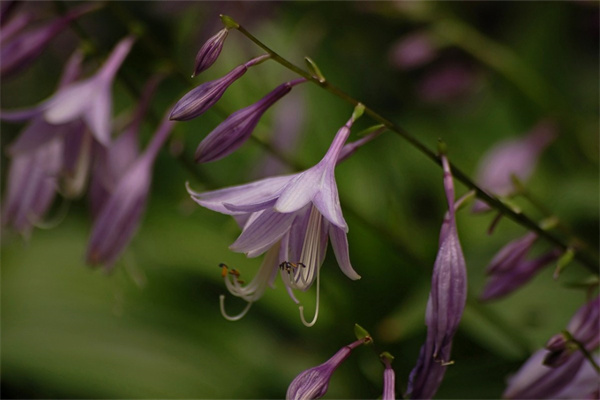 長(zhǎng)氣球花朵(長(zhǎng)氣球花朵造型教程)